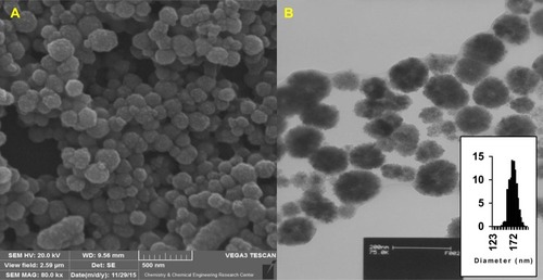 Figure 3 (A) SEM of bare MNGs. (B) TEM of bare MNGs; inset: size distribution of MNGs.