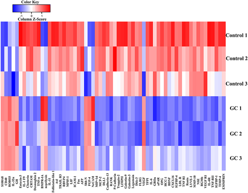 Figure 5 The heatmap about differentially expressed proteins between extracellular vesicles released by bone marrow endothelial cells (BMECs) in the glucocorticoid-induced group and the Control group.