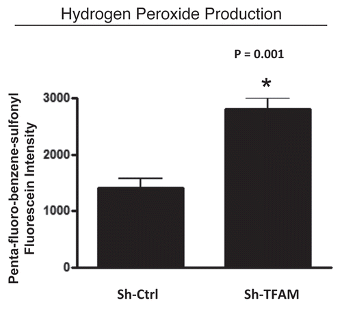Figure 4 TFAM-deficient fibroblasts produce more hydrogen peroxide. Hydrogen peroxide production is significantly increased (∼2-fold; p = 0.001) in sh-TFAM fibroblasts, as compared to sh-Ctrl fibroblasts. The ability of TFAM-deficient fibroblasts to produce excess hydrogen peroxide suggests that a loss of TFAM expression could mimic the phenotypic behavior of tumor-associated myo-fibrobasts undergoing oxidative stress.