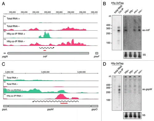 Figure 3. Identification and verification of antisense RNAs binding to Hfq. Deep sequencing results of as-intF and as-gspM (A and C) represented as averaged coverage maps of 3xFlag- and HA total RNAs and 3xFlag- and HA-co-immunoprecipitated RNAs (Hfq co-IP). The genomic strands are shown in blue (+) and red (-). Note that scales for the + and – strand differ. The genomic location is depicted on top and the genomic context is depicted below. The red bar indicates the position of the oligonucleotide probe that was used in the corresponding Northern. The wavy line represents the predicted position of the novel RNA. Northern blot analyses of as-intF and as-gspM (B and D). Hfq-3xFlag total RNA and RNA co-immunoprecipitated with Hfq-3xFlag (left panel) and total RNA isolated from hfq deletion strain (hfq-), corresponding isogenic wild type (hfq+), RNase III mutant (rnc-) and corresponding isogenic wild-type cells (rnc+) (right panel) were fractionated on a denaturing 8% polyacrylamide gel, electro-blotted onto a nylon membrane and hybridized with radioactively labeled oligonucleotide. Note that different amounts of RNA were loaded; 20 μg total RNA and 1 μg co-IP RNA. Ladder sizes in nt are indicated. 5S RNA was used as a loading control. At least two independent experiments were performed and representative data are shown.