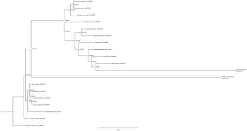 Figure 1. Phylogenetic tree based on 19 complete chloroplast genome sequences in Leguminosae.