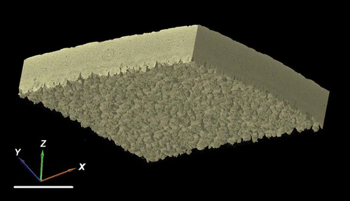 Figure 2. Reconstruction showing orientation of 3D axis used. Scale bar = 400 µm.