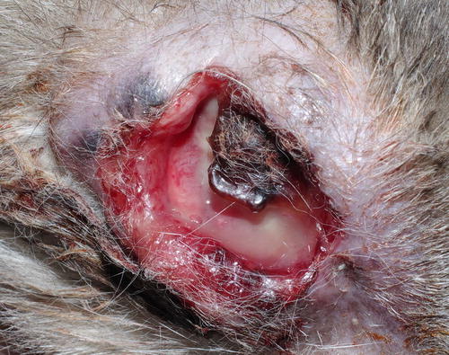 Figure 4. The cat, 14 months after surgery. Neoplastic tissue invading orbital space and developing over the site of the exenteration scar, associated with cutaneous necrosis and ulceration, can be observed.