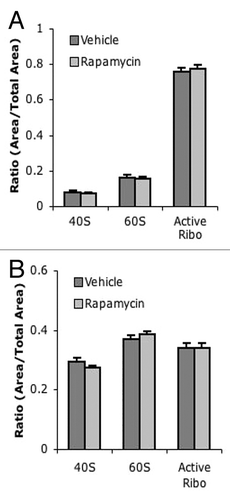 Figure 5. No difference in ARA profiles between chronic vehicle and rapamycin-injected mice. (A) Quantification of liver ARA from chronically vehicle and rapamycin-treated mice. (B) Quantification of muscle ARA from chronically treated vehicle and rapamycin-treated mice. For all groups, n = 6.