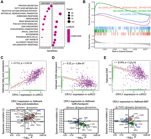 Figure 5 Results of gene set enrichment analysis (GSEA). (A) The activated and suppressed signaling pathway hallmarks in ccRCC with increased CRYL1 expression. (B) Enrichment plot showing three selected representative pathways. (C) Significant correlations between CRYL1 expression levels and hallmark fatty acid metabolism in the ccRCC and pan-cancer datasets. (D) Significant correlations between CRYL1 expression levels and the hallmark G2M checkpoint in the ccRCC and pan-cancer datasets. (E) Significant correlations between CRYL1 expression levels and hallmark EMT in ccRCC and pan-cancer datasets.