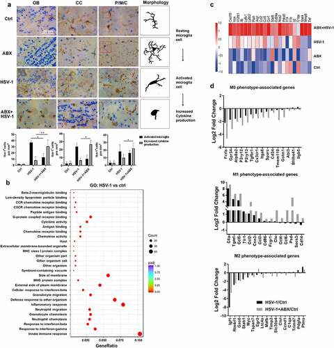 Figure 4. Lack of microbes enhances microglia immune response. (a) Representative IHC images of OB, CC, and P/M/C tissue from Ctrl, ABX, HSV-1-infected normal or ABX-treated mice, respectively. Increased Iba-1 staining indicated that HSV-1 infection triggers the transformation from resting microglia to activated microglia, whereas ABX pretreatment induces the microglia to a form with increased cytokine production. Number of Iba-1+ ramified parenchymal microglia (active microglia) and microglia in “increased cytokine production” form in different localizations of the CNS were calculated. At least three sections per mouse were examined. Data are presented as mean ± SD. *p< .05 or **p < .01 versus HSV-1 group. (b) Total RNA of sorted mouse CD11b+ CD45lo microglia was extracted and the mRNA expression profile was analyzed by RNA-seq. The differentially expressed genes (at least 2-fold, p < .05 in HSV-1 compared with ctrl microglia) were enriched in several key cellular functions, components and biological progresses by Gene Ontology (GO) analysis. (c) Heat map of the expression of microglia activation-related gene transcripts (1.5-fold, p < .05, unpaired t test) in sorted microglia from normal, ABX, HSV-1 and ABX + HSV-1 mice. Color code presents linear values. (d) mRNA expression values (log2 fold change vs Ctrl group) of genes from microglia in Ctrl, HSV-1 or HSV-1+ ABX mice were categorized according to the M0, M1 or M2 phenotypes, as described previously.Citation27