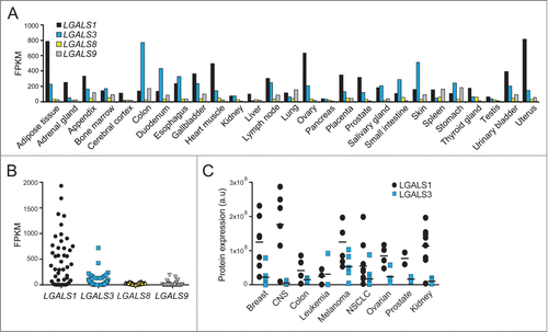 Figure 1. Expression profiles of LGALS mRNAs and protein products. (A and B) Expression levels of LGALS1, LGALS3, LGALS8, and LGALS9 mRNA in indicated normal human tissues (A) and 44 cancer cell lines (B) were extracted from RNA-Seq data published in the Human Protein Atlas (www.proteinatlas.org). FPKM, fragments per kb of transcript per million mapped fragments. (C) Expression levels of LGALS1 and LGALS3 proteins in 51 human cancer cell lines were extracted from published mass spectrometry data.33 CNS, central nervous system; NSCLC, non-small cell lung cancer.