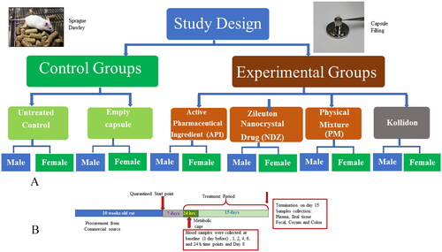 Figure 1. Schematic diagrams showing study design and experimental design. (A) Two control groups were used in this study, one group that did not receive any treatment and a second group received an empty capsule (placebo control). Three experimental groups received respective test compounds (30 mg/kg bw). The NDZ and PM treatment groups received 30 mg/kg bw. API, however, had 4.0 times less drug load when compared to the micron size treated rats. The Kollidon group received an amount of Kollidon that was equivalent to that present in the nanocrystal formulated drug or physical mixture. Placebo control group is n = 4 and remaining groups are n = 3. (B) This diagram shows animal quarantine, experiment timeline, drug treatment duration and sample collection schedules.