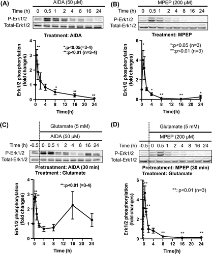 Fig. 3. Role of mGluR on biphasic Erk1/2 activation and glutamate-induced cell death.