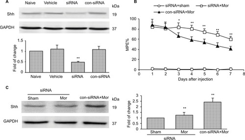 Figure 2 Knockdown of Shh in spinal cord prevents the reduction of chronic morphine treatment-induced MPE%.