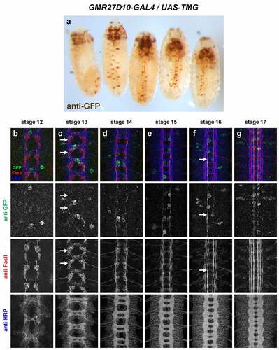 Figure 7. GMR27D10 is stochastically expressed in a small number of longitudinal pioneer neurons in the ventral nerve cord.