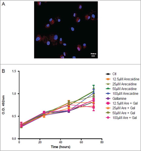 Figure 5. Immunofluorescence and cell viability of human dermal fibroblasts. (A) Human dermal fibroblasts expressing the M2 muscarinic receptor. Blue, DAPI; Red, M2 receptor. (B) Human dermal fibroblast cell viability/proliferation in presence of different concentrations of Arecaidine. Gallamine (10−6M) was used as M2 antagonist to counteract the Arecaidine effects. Ctl, control, Are, Arecaidine, Gal, Gallamine, O.D., optical density.