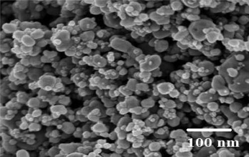 Figure 4. Scanning electron microscope (SEM) micrograph of AgNPs synthesised by CPL fruit extract.