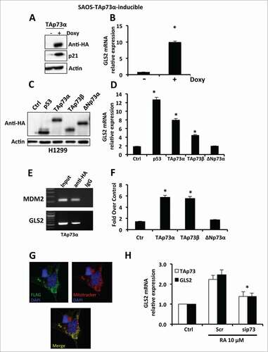 Figure 1. TAp73 drives the expression of GLS2. (A) SAOS-2-TAp73α inducible cell lines were treated with Doxycyclin (Doxy) for 24 h in order to overexpress the human TAp73α protein, and endogenous levels of GLS2 were assessed by real-time PCR (B). Induction of TAp73α led to a significant (P < 0.05) increase of GLS2 expression, as evaluated by real-time PCR. (C) H1299 cells were transfected with the indicated plasmids and expression of GLS2 was evaluated by real-time PCR as in (D). (E) TAp73 binds to the promoter of GLS2 as shown by ChIP. (F) TAp73 activates the GLS2 promoter as evaluated by luciferase activity. Co-transfection of a Renilla luciferase control plasmid was used to normalize the transfection efficiency. (G) Exogenous GLS2 localize in the mitochondria. SH-SY5Y were transfected with FLAG-GLS2 expressing vector and after 24 h stained with MitoTracker® Red CMXRos and antibody against FLAG epitope as described in “Materials and Methods”. A representative micrograph is shown. Magnification 40×. (H) TAp73 regulates GLS2 expression during neuronal terminal differentiation of neuroblastoma cells. SH-SY5Y cells were treated with 10 μM retinoic acid in order to induce differentiation. Retinoic acid (RA) treatment induces the expression of GLS2. Inhibition of TAp73 expression induced by retinoic acid prevents the upregulation of GLS2. Real-time PCR data are normalized to the housekeeping gene GAPDH and relative to control (Ctrl) Data represent mean ± s.d. of 3 different experiments. *P < 0.05.