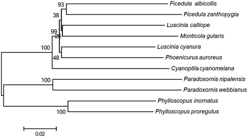 Figure 1. A neighbour-joining (NJ) tree of 11 species was constructed based on the data set of 13 concatenated mitochondrial PCGs using MEGA 5 with 1000 bootstrap replicates. Sequence data used in the study are the following: Phylloscopus inornatus (KF742677), Paradoxornis nipalensis (NC_028437), Luscinia cyanura (KF997864), Monticola gularis (NC_033536), Paradoxornis webbianus (NC_024539), Ficedula zanthopygia (JN018411), Cyanoptila cyanomelana (HQ896033), Luscinia calliope (HQ690246), Phoenicurus auroreus (NC_026066) and Ficedula albicollis (NC_021621).