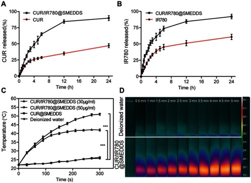 Figure 2 In vitro release profiles of curcumin (CUR) (A) and IR780 (B) in PBS (pH 6.8). (C–D) In vitro photothermal behavior of CUR/IR780@SMEDDS: (C) temperature change curves of CUR/IR780@SMEDDS containing different concentrations of IR780 after NIR irradiation (808 nm, 0.8 W/cm2). CUR@SMEDDS and deionized water were used as control. (D) IR thermal images of deionized water and CUR/IR780@SMEDDS during 5-min laser irradiation. Data are represented as means±SD (n=3).