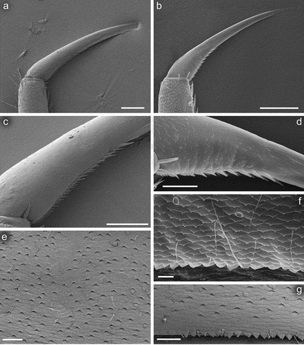 Figure 7. Larvae of Centroptilum volodymyri sp. nov., paratype (a, c, e, g) and C. luteolum (Müller, 1776) (b, d, f). a, b = hind pretarsal claw (apex of claw not visible in (a)); (c, d) denticles of hind pretarsal claw; (e) surface of sternum IV; (f) surface and posterior margin of sternum VI; (g) surface and posterior margin of sternum VII. Scale bars: a = 50 μm; b = 100 μm; c–e, g = 30 μm; f = 10 μm.