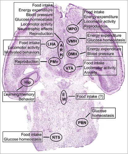 Figure 4. Brain distribution of LepR-expressing neurons and their known biologic functions regarding leptin signaling. Abbreviations: ARH, arcuate nucleus of the hypothalamus; DMH, dorsomedial nucleus of the hypothalamus; EW, Edinger–Westphal nucleus; Hip, hippocampus; LHA, lateral hypothalamic area; MPO, medial preoptic area; NTS, nucleus of the solitary tract; PBN, parabrachial nucleus; PMv, ventral premammillary nucleus; VMH, ventromedial nucleus of the hypothalamus; VTA, ventral tegmental area.
