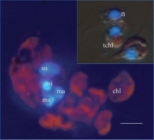Figure 1.  Epifluorescence microscopy of 4′-6-Diamidino-2-phenylindole-stained Mesodinium rubrum and Teleaulax sp. (insert) showing the distribution of the chloroplasts (red) and nuclei (blue) in both species. Note the differences in the size of nuclei and chloroplasts between the ciliate and Teleaulax sp. sn, symbiont nucleus; mi, micronucleus; ma, macronucleus; chl, symbiont chloroplast; n, Teleaulax nucleus; tchl, Teleaulax chloroplast. Scale bar (for both photographs) =10 µm.
