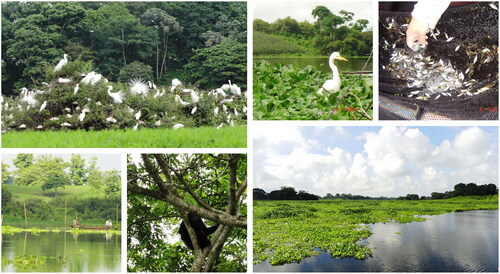 Figure 2. (a) Fauna at Abras de Mantequilla wetland during the wet season, and (b) Abras de Mantequilla wetland at “El Recuerdo”, same location during the dry season (left) and wet season (right).