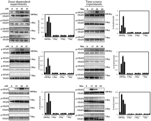 Figure 4. Dose-response and time-course of STAT5/3/1 activation induced by pGH in the hepatocytes obtained from 1 to 7 days old and 100 days old pig. For dose-response experiments, the cell extracts from porcine hepatocytes obtained from 1 to 7 days old and 100 days old pig were stimulated with increasing concentrations of pGH (0–45 nM) for 30 min, after which the cell extracts were subjected to immunoblotting with the anti-pSTAT5/3/1 or anti-total STAT5/3/1. After incubation with secondary antibody for 1 h, the immunoreactive bands were detected using an ECL-plus kit; for time-course experiments, the cell extracts from porcine hepatocytes obtained from 1 to 7 days old and 100 days old pig were treated with constant pGH for different durations at 37°C (0–60 min). After washing for three times, the cellular proteins were solubilized and subjected to immunoblotting with the anti-pSTAT5/3/1 or anti-total STAT5/3/1. The figure is representative of three independent experiments.