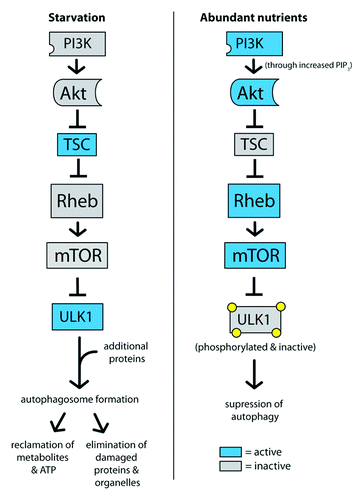 Figure 2. Autophagy is activated by low mTOR signaling and activation of ULK1. In starvation conditions, high TSC activity represses mTOR, which allows ULK1 to become active. After recruiting additional proteins to form a complex, ULK1 promotes autophagosome formation and autophagy. In contrast, high mTOR activity in high-nutrient conditions phorphorylates ULK1 and suppresses the induction of autophagy.