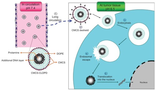 Figure 1 Schematic representation of multifunctional o-carboxymethyl-chitosan cationic liposome-coated deoxyribonucleic acid/protamine/deoxyribonucleic acid complexes delivery process.Abbreviations: CMCS, o-carboxymethyl-chitosan; CLDPD, cationic liposome-coated deoxyribonucleic acid/protamine/deoxyribonucleic acid complexes; DNA, deoxyribonucleic acid; DOPE, 1,2-dioleoyl-sn-glycero-3-phosphoethanolamine.