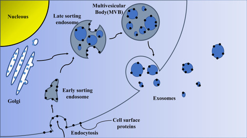 Figure 1 Biogenesis of exosomes.