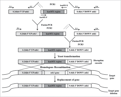 Figure 1. Construction of deletion cassette with long flanking homology regions by overlapping PCR. In the first round of PCR, the upstream sequence of the nth1 gene, the kanr marker gene and the downstream sequence of the nth1 gene were amplified in 3 different PCR reaction tubes. S. cerevisiae genomic DNA was used as template for amplification of 0.26 kb 5′ UP nth1 region and 0.4 kb 3′ DOWN nth1 region by using primers L1, L2, and L3, L4, respectively. The pFA6a-kanMX6 vector was used as a template for amplification of kanMX region by using primers kanMX-F and kanMX-R. In the second round of PCR, the 5′ UP nth1 region and kanMX region were fused together by using primers L1 and kanMX-R. In the third round of PCR, the 3′ DOWN nth1 region and second round PCR product (5′ UP nth1 region-kanMX region) were fused together by using primers L1 and L4. The third round PCR product (5′ UP nth1 region- kanMX region - 3′ DOWN nth1 region) was cloned into pGEMT vector for construction of the disruption cassette. After transformation of the disruption cassette into S. cerevisiae, homologous recombination takes place with the deletion of target gene.