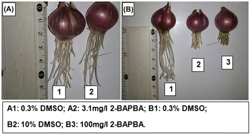 Figure 2. Measurement of the length of the test and control onion roots.