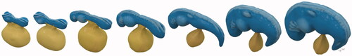 Figure 8. Sophia Lappe – Models of the developing human embryo from days 22 (left) to 28 (right).