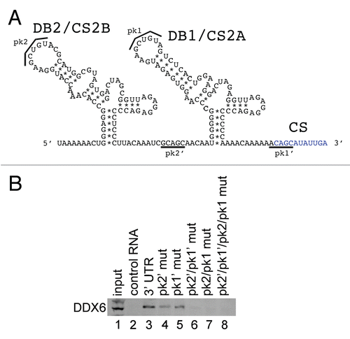 Figure 6 DDX6 interacts with the DENV-2 DB2 and DB1 via pseudoknot structures. (A) Schematic of the DB2 and DB1 structures in the 3′ UTR and sequences predicted to mediate formation of pseudoknot structures (pk2′, pk2, pk1′ and pk1).Citation11,Citation44 (B) RNA affinity chromatography was performed similarly as in Figure 5 except point mutations in the predicted pseudoknot-forming sequences were made in the full-length 3′ UTR. The templates were in vitro transcribed, purified, heated to 95°C, cooled and bound to tobramycin-sepharose beads. RNA-bound beads were incubated with cell lysate followed by washing and elution prior to analysis by western blotting for DDX6.