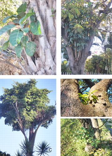 Figure 1 Examples of South African epiphytes. A, Ficus lutea on Elaeis guineensis; B, Schefflera actinophylla on Delonix regia; C, F. thonningii on Caryota mitis; D, Schefflera actinophylla on Colvillea racemosa; E, F. thonningii on Halleria lucida.