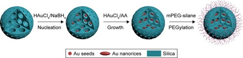 Scheme 1 Schematic illustration for the synthesis of PEGylated MGNRs@DMSSs.Abbreviations: HAuCl4, chloroauric acid; NaBH4, sodium borohydride; AA, ascorbic acid; mPEG-silane, methoxyl silane functionalized polyethylene glycol; PEGylated MGNRs@DMSSs, mPEG-silane (Mw =5,000) modified multiple gold nanorices in dual-mesoporous silica nanospheres.