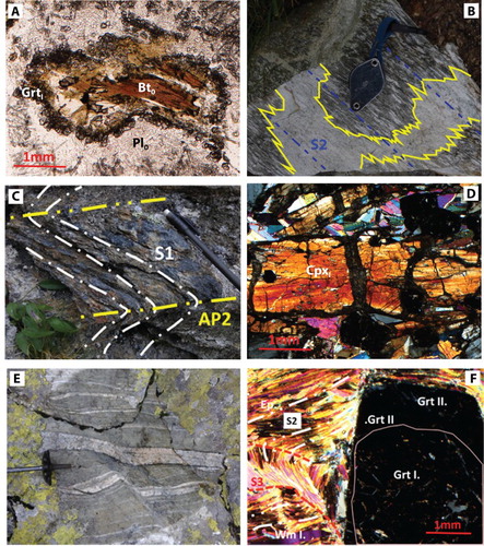 Figure 4. Multiscale structures. (A) Coronitic metaintrusive shows magmatic Bt0 in single crystals rimmed by a continuous corona of GrtI at the contact with magmatic Pl0; plane polarized light (UTM: 417479–5059237). (B) Meta-aplite in tectonitic metaintrusive with boundaries deformed and stretched into parallelism with the S2 penetrative foliation (UTM: 415922–5059543). (C) Tectonitic metapelite with S1 foliation crenulated by D2 folding (UTM: 415716–5058620). (D) Relicts of S1 foliation marked by CpxI in metabasic boudin; crossed polars (UTM: 415731–5060114). (E) Mylonitic banded gneiss characterized by layering of Wm-Ep-bearing layers and a minor leucocratic layers, overprinted by successive D3 shear zones (UTM: 416241–5058630). (F) Tectonitic metapelite shows millimeter-sized porphyroblasts of Grt displaying a GrtI core rich in Wm and Zo inclusions surrounded by GrtII inclusion free in equilibrium with WmII. S2 foliation (white dashed line) is marked by WmII, EpI and TtnII; S2 is crenulated during S3 foliation (red line) development. S3 is marked by fine-grained crystals of WmIII, EpII, and ChlI; crossed polars (UTM: 416617–5057989).