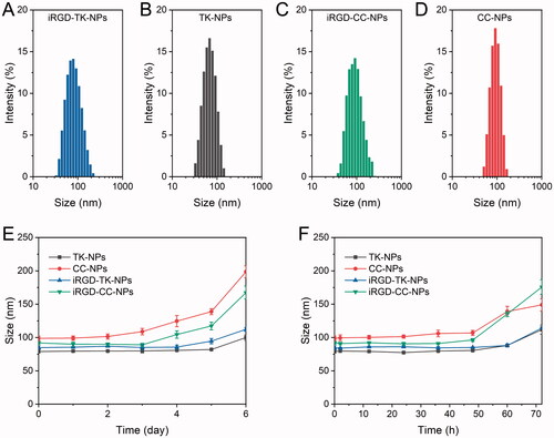 Figure 2. Hydrodynamic particle size of iRGD-TK-NPs (A), TK-NPs (B), iRGD-CC-NPs (C), and CC-NPs (D). (E, F) Size changes of iRGD-TK-NPs, TK-NPs, iRGD-CC-NPs, and CC-NPs in PBS at 4 °C (D) and PBS with 10% FBS (E) (n= 3).