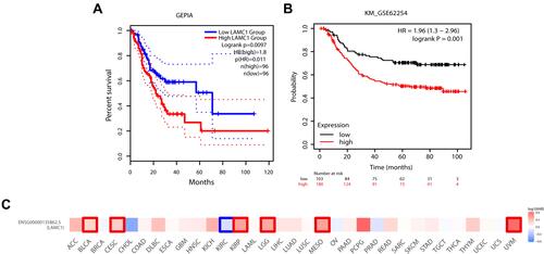 Figure 4 LAMC1 and its relationship with the prognosis of gastric cancer in different databases. (A) The relationship between the expression of LAMC1 and prognosis according to GEPIA2. (B) Survival analysis in the GSE62254. (C) The correlation between LAMC1 and prognosis according to GEPIA2. Red represents the highest correlation, and blue represents the lowest correlation.