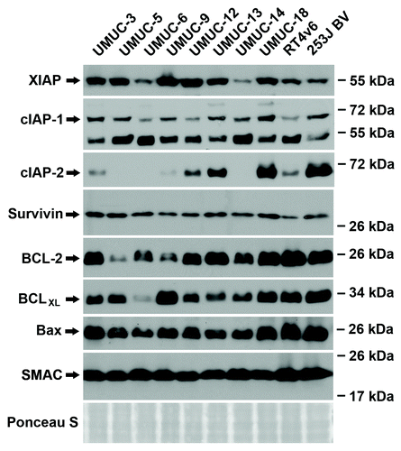 Figure 2. Constitutive protein expression is not predictive of drug (chemotherapy and/or Smac mimetic) sensitivity. Western blotting analysis of the ten urothelial cancer cell lines for baseline expression of IAP family, BCL family and Smac protein.