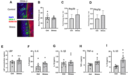 Figure 7 Stress effects on colonic mucus and antimicrobial peptides, as well as serum LBP and IL-6, but not TNF-α and IL-10, are CD14-dependent. (A) Representative FISH staining of total bacteria (EUB-338-Cy3), lectin-based fluorescence staining for terminal fucose on mucin (UEA1-flouorescein; fucose), and host nuclei staining (DAPI) in the colon of Stress and Ctrl CD14−/− mice. (B) quantification of mucus thickness showed that stress does not affect mucus thickness in CD14−/− mice., (C) Colonic Reg3b and (D) Reg3g gene expression was unaffected by Stress in CD14−/− mice. CD14−/− exposed to stress did not have increases in serum (E) LBP or (F) IL-6, or (G) IL-1β but still showed increases in (H) TNF-α and (I) IL-10 (*p < 0.05 Stress vs Ctrl). n = 6–9 per group from 3 replicate experiments.