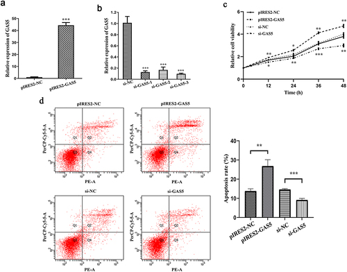 Figure 4 LncRNA GAS5 inhibited hepatocytes proliferation and increased hepatocytes apoptosis. (a) Relative expression of lncRNA GAS5 after MIHA cells transfected with pIRES2-NC, pIRES2-GAS5. (b) Relative expression of lncRNA GAS5 after MIHA cells transfected with si-NC or si-GAS5. (c) Cell viability of MIHA cells transfected with pIRES2-NC, pIRES2-GAS5, si-NC or si-GAS5. (c) Cell apoptosis of MIHA cells transfected with pIRES2-NC, pIRES2-GAS5, si-NC or si-GAS5. (d) Cell apoptosis of MIHA cells transfected with pIRES2-NC, pIRES2-GAS5, si-NC or si-GAS5. *P < 0.05, **P < 0.01, ***P < 0.001.