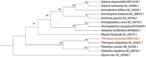 Figure 3. Phylogenetic tree for 14 Fabaceae species using Maximum Likelihood (ML) method, based on alignments of 64 protein-coding genes shared among 14 species, G. max was set as the outgroup. Numbers next to the branches indicated bootstrap values from 1000 replicates.