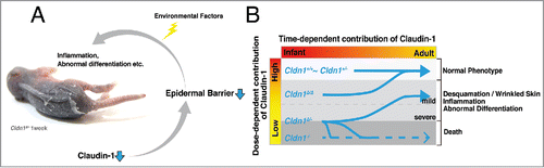Figure 3. Summary of our findings. (A) Claudin-1 reduction triggers epidermal barrier dysfunction, including both the paracellular barrier and the SC barrier. These dysfunctions cause abnormal differentiation and inflammation, which are also triggered and/or accelerated by environmental factors. (B) Dose-dependent claudin-1 expression influences the progression of claudin-1 mutant mouse symptoms.