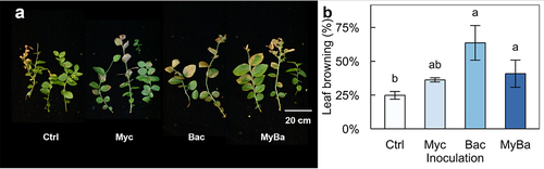 Figure 6. Leaf browning symptoms after heat shock treatment (exposure to 47°C for 6.5 hours) of the blueberry leaves. The illustrated plantlets in (a) were the representatives of each treatment group with (b) the proportion of the brown leaves as a severity index. The blueberry plantlets were treated with a mock inoculum (ctrl), a mix of ericoid mycorrhizae inoculum (myc), a single-strain thermotolerant plant growth-promoting bacterial inoculum (Bac), and a combination of the two inocula (MyBa). Error bars indicate ±1 SEs of the means (n = 5). Different alphabetical letters indicate significant difference between treatment groups separated by the Tukey’s HSD post hoc analysis at α = 0.05 level. Statistical significance codes: °, *, **, *** for α = 0.10, 0.05, 0.01, and < 0.001, respectively.