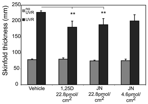 Figure 4. 1,25(OH)2D3 and JN protect against UV-induced edema. 1,25(OH)2D3 and JN reduce UV-induced edema in Skh:hr1 mouse skin. Mice were exposed to 1 × 3 MEDs (minimal erythemal doses) of solar-simulated UVR (3.98 kJ/m2 UVB and 63.8 kJ/m2 UVA) and were treated topically on the UV-irradiated dorsal surface immediately after UVR exposure with 100 mL of vehicle only, 1,25(OH)2D3, or JN. Edema was measured as dorsal skin-fold thickness in the mice 48 h after UVR exposure. Significantly different from vehicle-treated UV-irradiated mice. **p < 0.01; n = 5. Reproduced from Cancer Prevention Research. K.M. Dixon, A.W. Norman, V.B. Sequeira, R. Mohan, M.S. Rybchyn, V.E. Reeve, G.M. Halliday, R.S. Mason (2011).