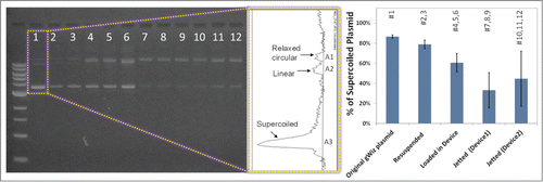 Figure 4. The effect of particle preparation, processing before loading, and jetting on the integrity of pDNA coated on gold particles. The graph shows the ratio of the supercoiled conformation to all forms present in the original gWiz plasmid.