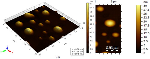 Figure 12. AFM images of cephradine capped with Au nanoparticles.