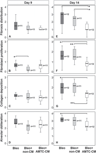 Figure 1. Representation of fibrosis distribution and severity parameter scores at days 9 and 14 post-intratracheal bleomycin instillation. (A–D) Fibrosis distribution (A) and severity (B–D) at day 9. (E–H) Fibrosis distribution (E) and severity (F–H) at day 14. (A, E) Fibrosis distribution; (B, F) fibroblast proliferation; (C, G) collagen deposition; (D, H) alveolar obliteration. The number of mice in each group is indicated (n). Brackets represent significant differences between groups; *P < 0.05; **P < 0.01.