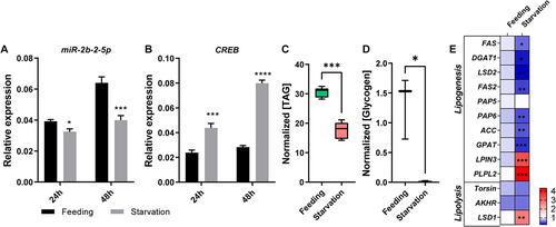 Figure 8. Starvation affects the expression levels of miR-2b-2-5p and CREB and further disturbs energy metabolism and vitellogenesis in B. dorsalis. (A-B) Detection of the expression levels of miR-2b-2-5p and CREB after 24 h and 48 h of starvation treatment. (C-D) Starvation influences the content of TAG and glycogen in the fat body. Results were normalized to the total protein content. Boxplots show the data of seven independent biological replicates (5 flies for each replicate). Asterisks indicate significant differences by Student’s t test (*** P < 0.001; * P < 0.05). (E) Heatmap illustrating the relative expression levels of genes involved in the lipid metabolism pathway (lipogenesis and lipolysis). The asterisk in each cell indicated the statistically significant differences. * P < 0.05, ** P < 0.01, *** P < 0.001.