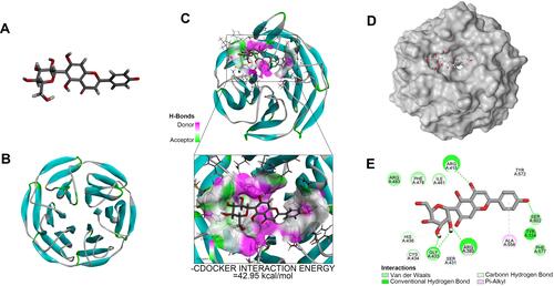 Figure 6 Molecular docking of IVX on its binding site in Nrf2, using docking studies analysis. (A) The IVX modular structure. (B) The Nrf2 ribbon modular structure. (C) The high interaction energy (−42.95 kcal/mol) interaction between IVX and Nrf2. (D, E) The 2D binding model between IVX and Nrf2, showing interaction through van der Waals, Hydrogen Bonds, and Pi-Alkyl.