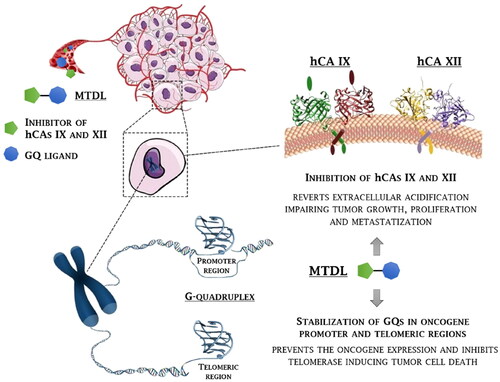 Figure 1. Rationale for the development of GQ ligand–CAI derivatives as innovative chemotherapeutics to disrupt tumour cell growth at multiple levels.